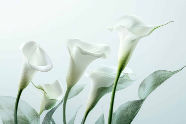 Five White Calla Lilies on Light Gray Background Close-up view of five white calla lilies against a light gray background. The flowers are in sharp focus, with water droplets visible on the petals and leaves. The background is softly blurred