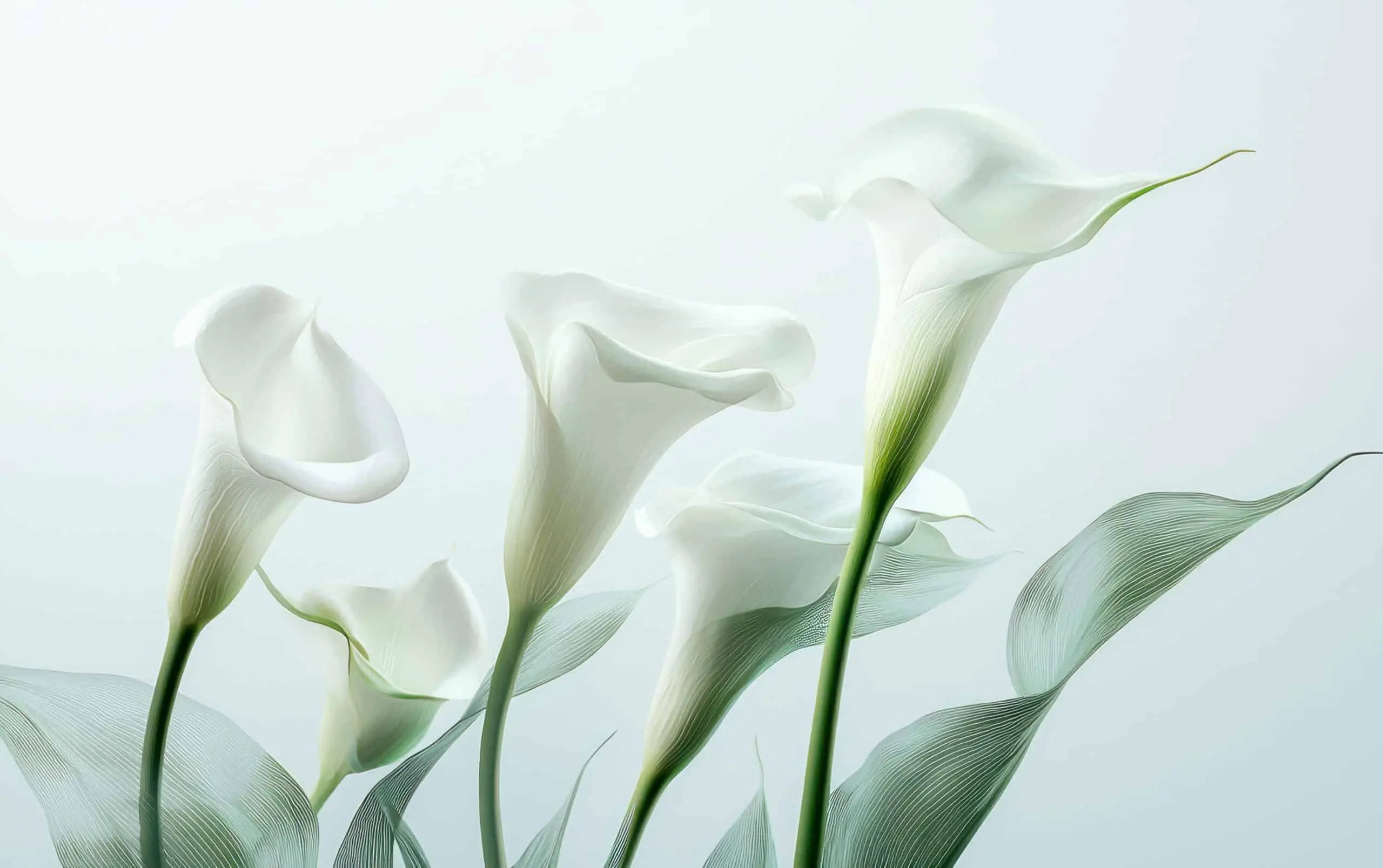 Calla Lily